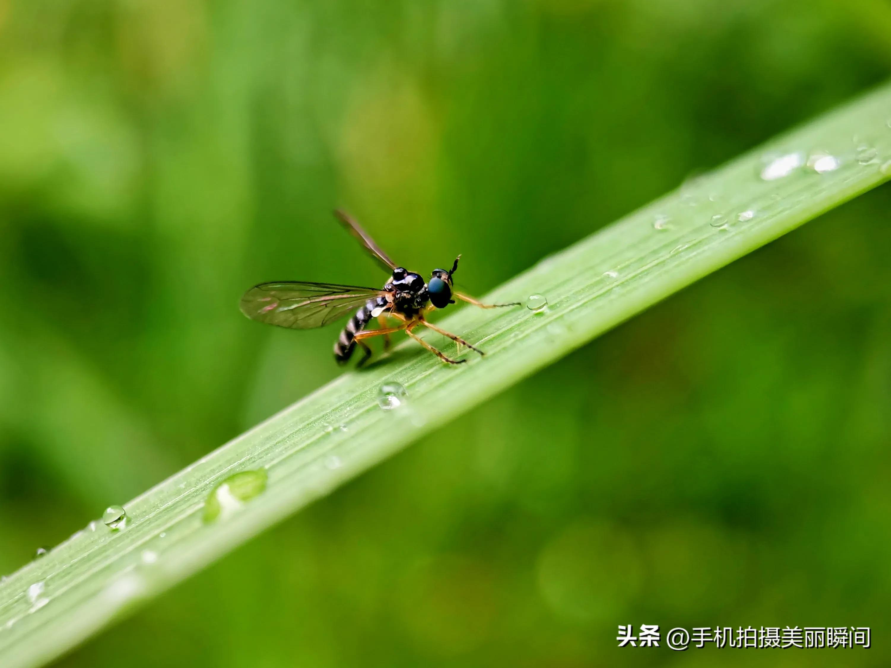 手机与胶片摄影作品,盛夏手机摄影作品欣赏