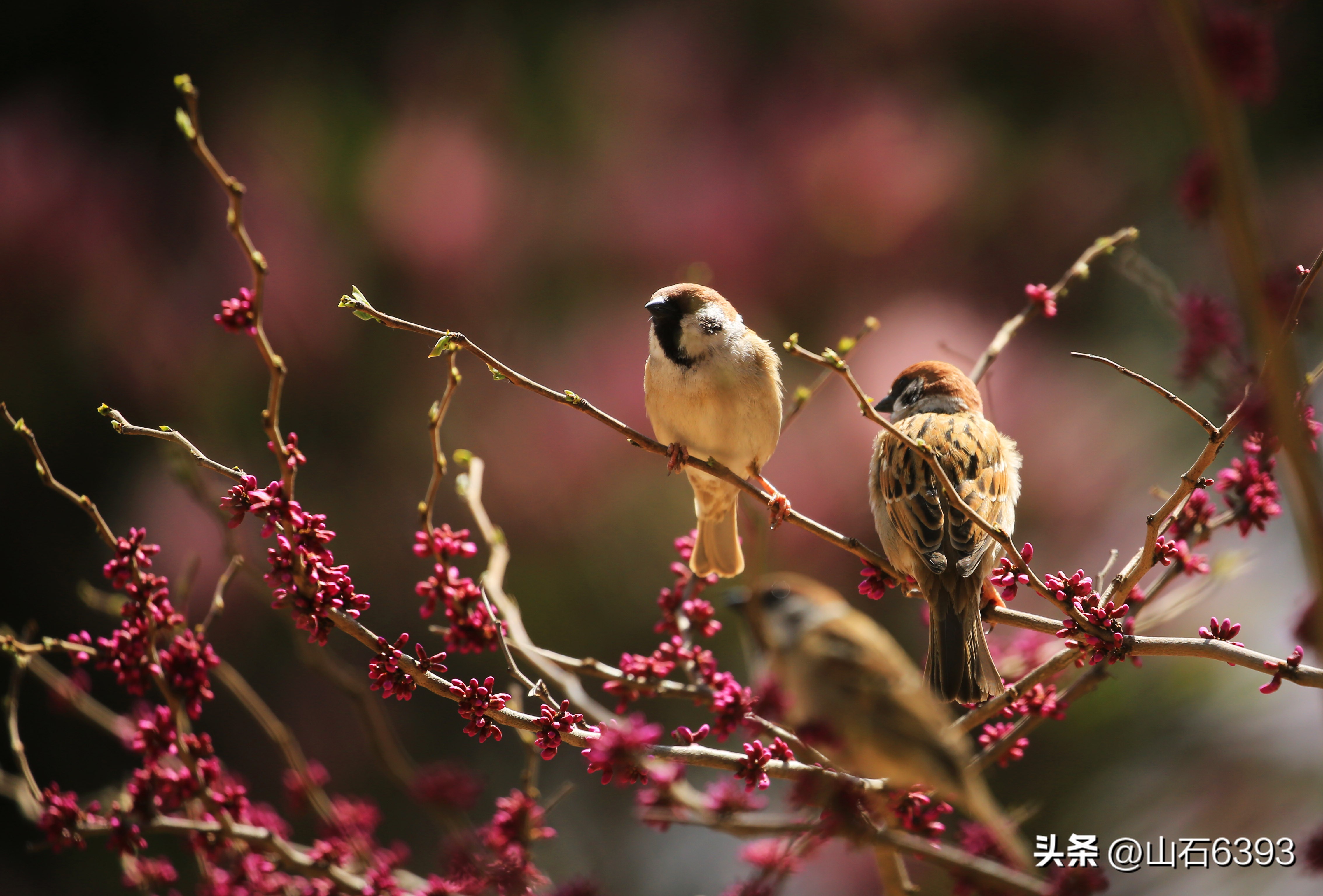 【战友美文】于天松：《麻雀，我爱你》（诗）