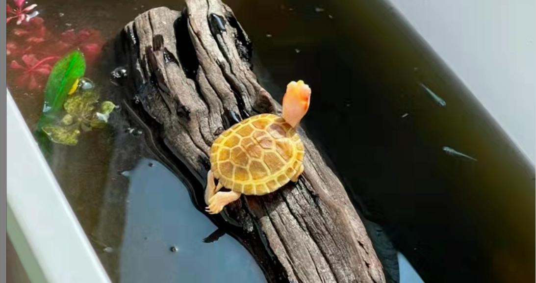 饲养小乌龟的正确方法,养小乌龟的必备常识