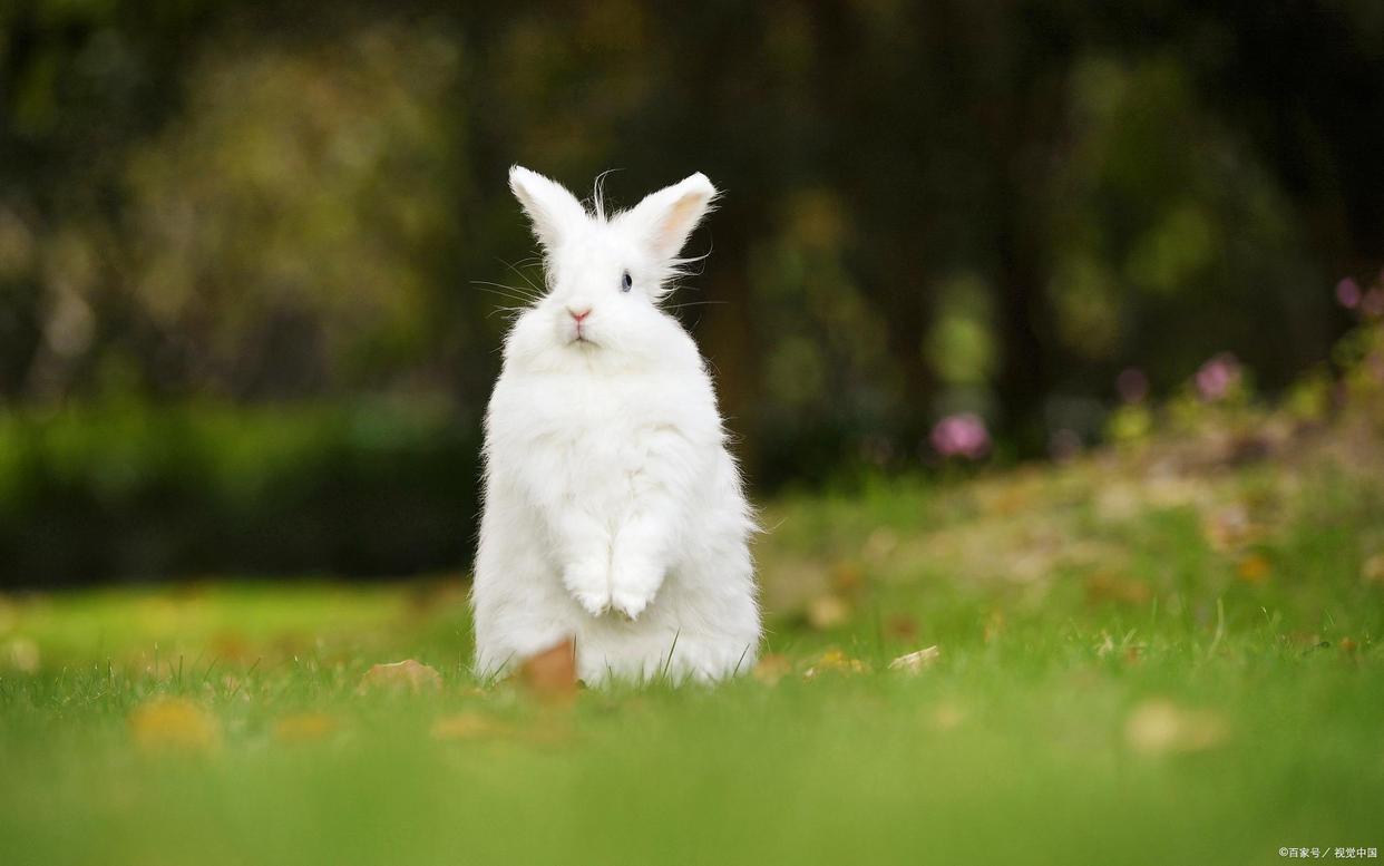 两个月大的兔兔要注意什么,怎么样的兔兔比较容易存活