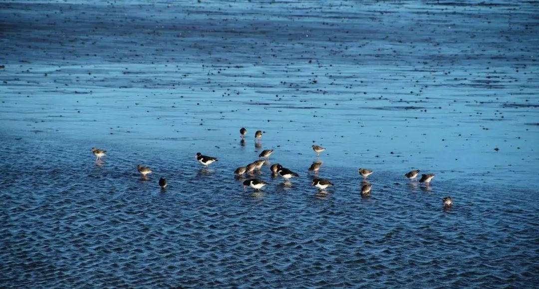 爱尔兰投资移民的最短投资期,爱尔兰投资移民骗局