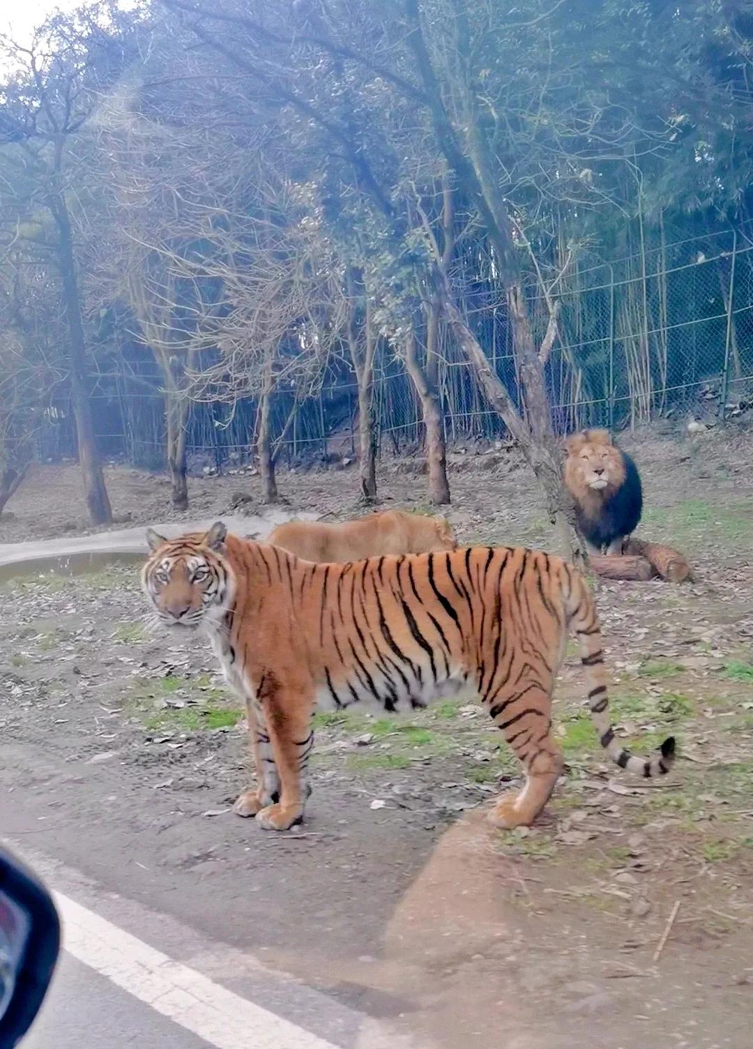 乐活乐都动物园游玩攻略,重庆动物园旅游攻略三日游