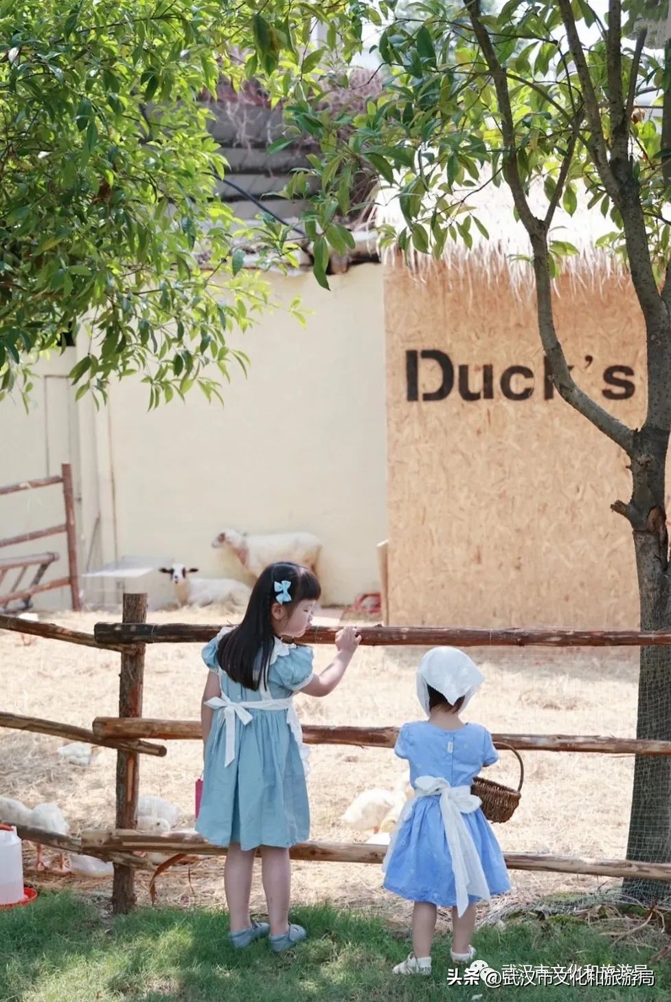 九月，秋风吹进武汉人的小院