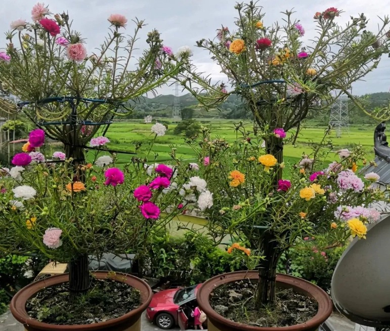 春季室内养什么花好养,春天养什么花好看又简单