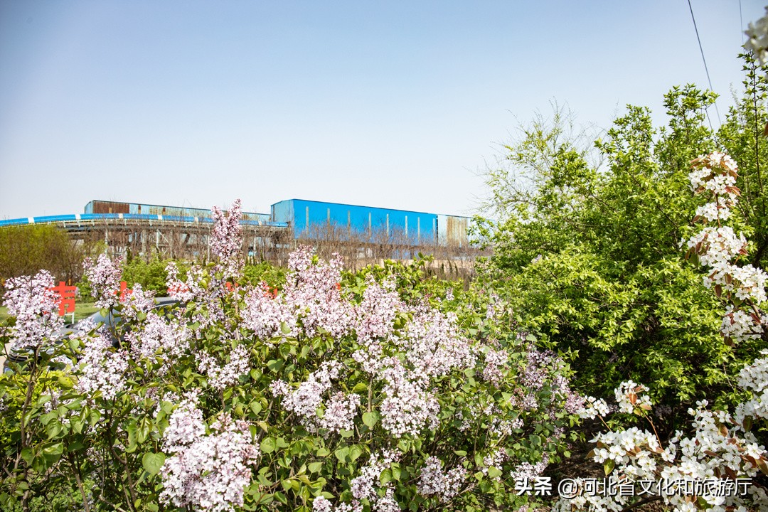 微游河北（123）｜黄骅港：“煤港”之美