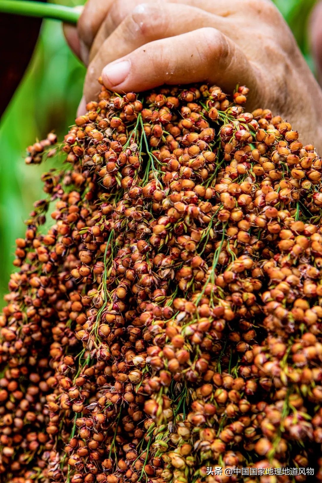 红高粱里的酒为什么是红的,红高粱里酒怎么是红的
