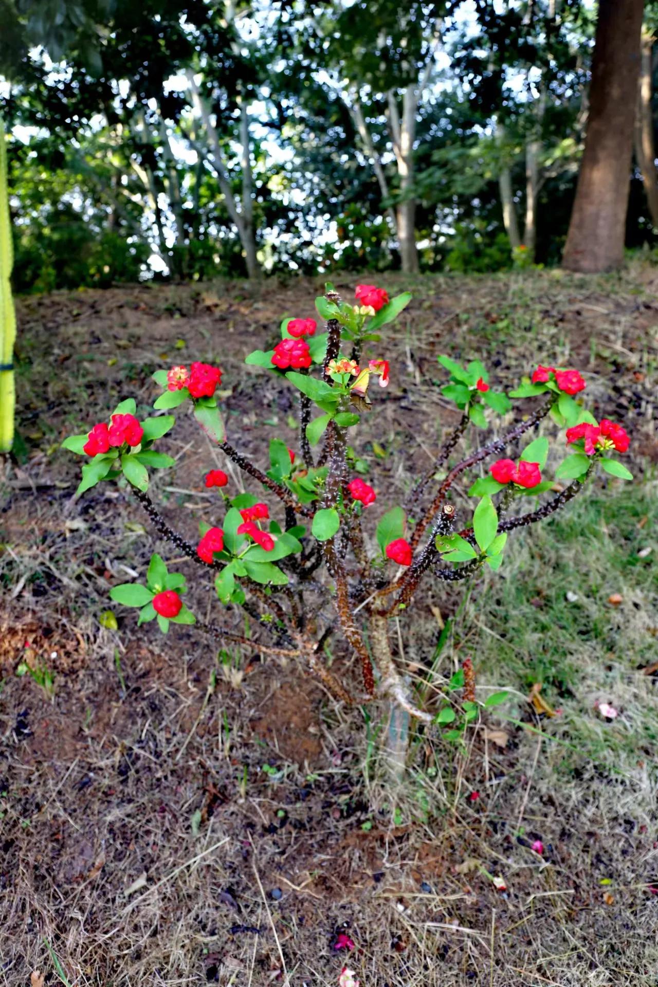 北海2009年绑架案,广西北海园博园视频