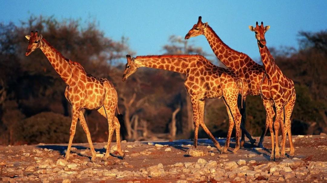 站着睡觉的动物有长颈鹿么,长颈鹿如何踢爆狮子