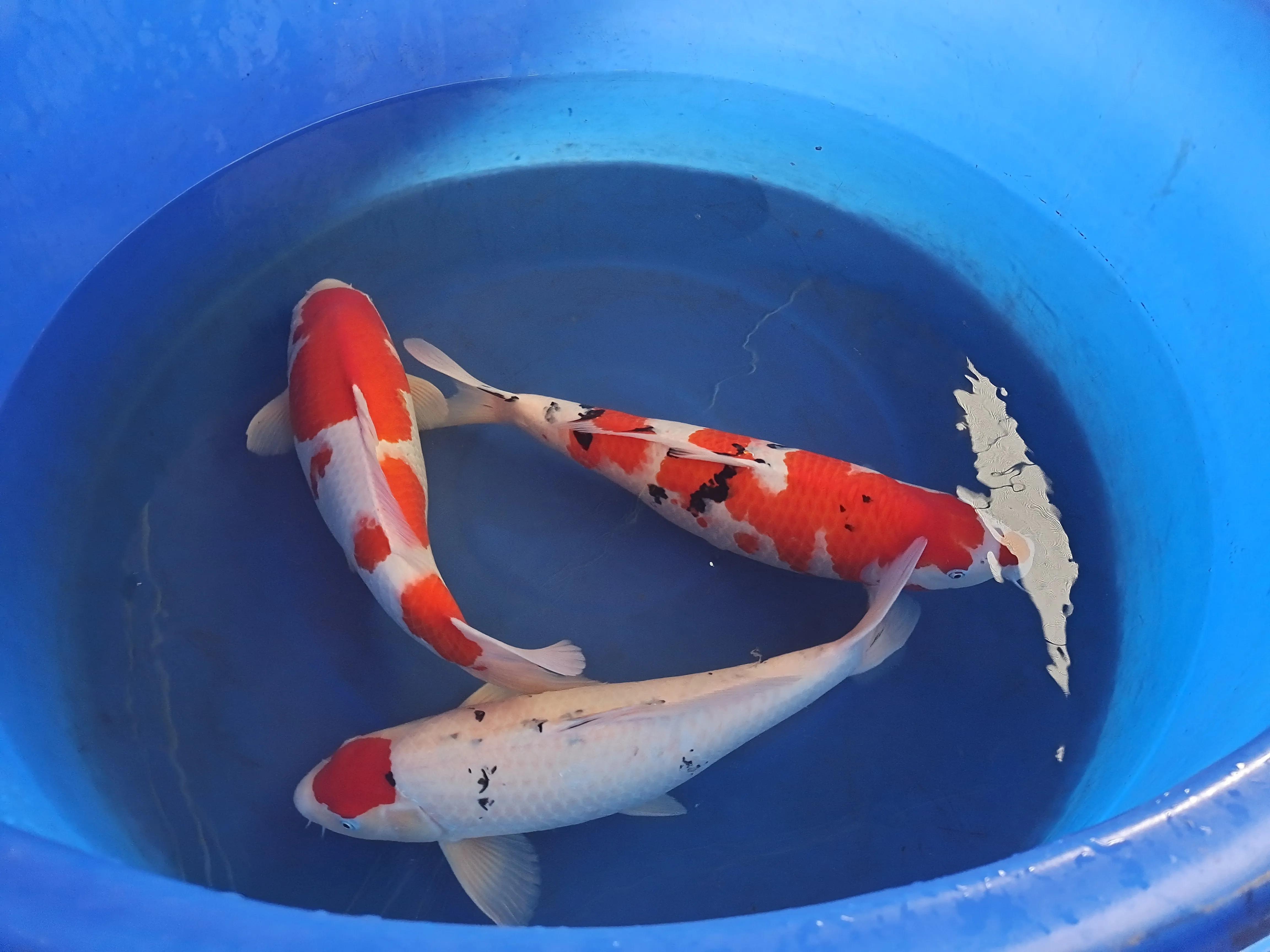 日本进口锦鲤多少钱一只,日本锦鲤品种及价格表