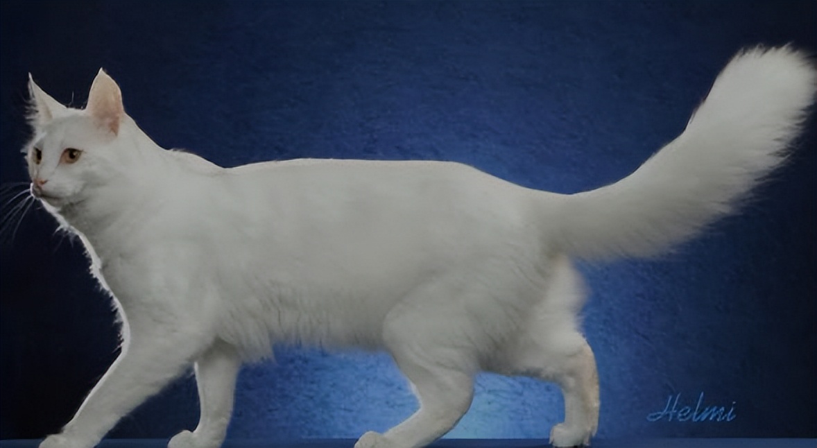 纯种猫咪有哪些颜色,纯种宠物猫有哪些品种