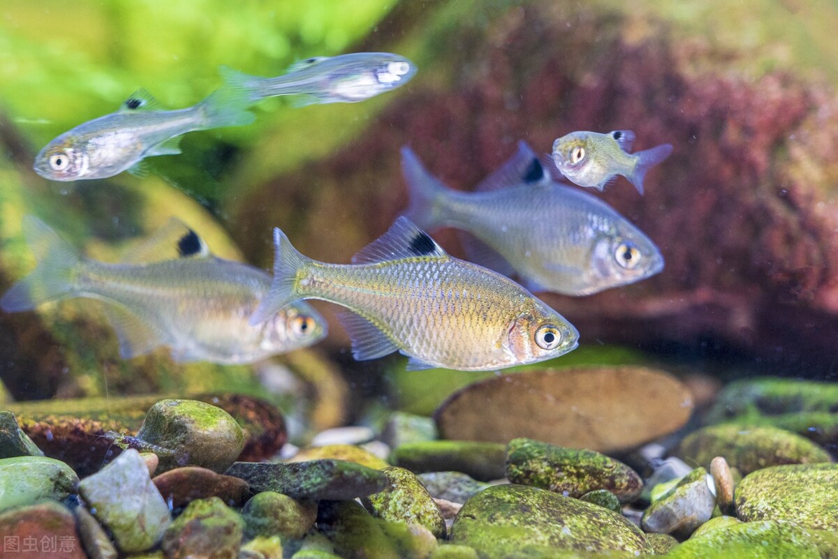 水陆缸水草缸原生缸哪个好打理,除了水草缸还能养什么缸