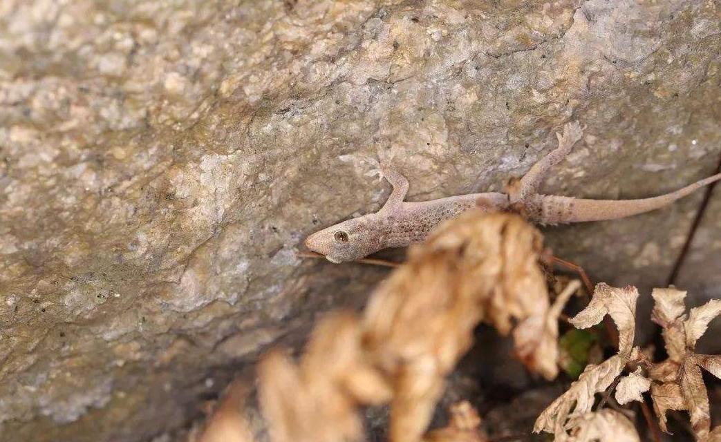 壁虎有毒吗为什么叫五毒,人畜无害的壁虎