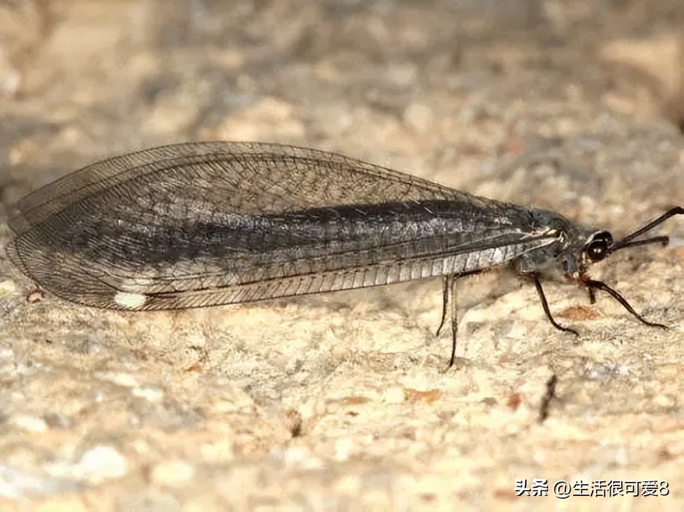 蚁狮捕食方法大全,昆虫蚁狮捕猎蚂蚁的全过程