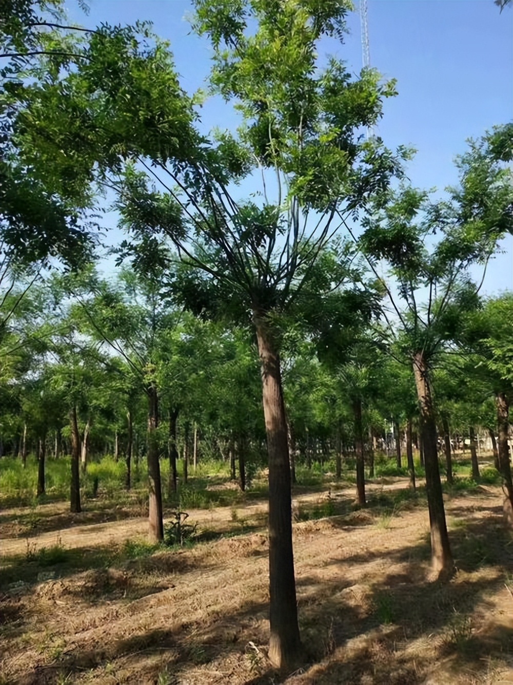 国槐价格当今行情,国槐苗木价格低迷