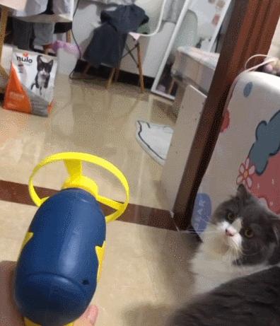 100件养猫好物,十元左右养猫好物分享