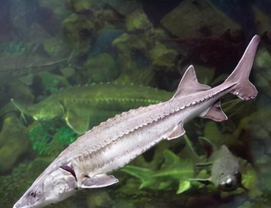 最常见的50种食用鱼吃法和价格,十种常用食用鱼类介绍