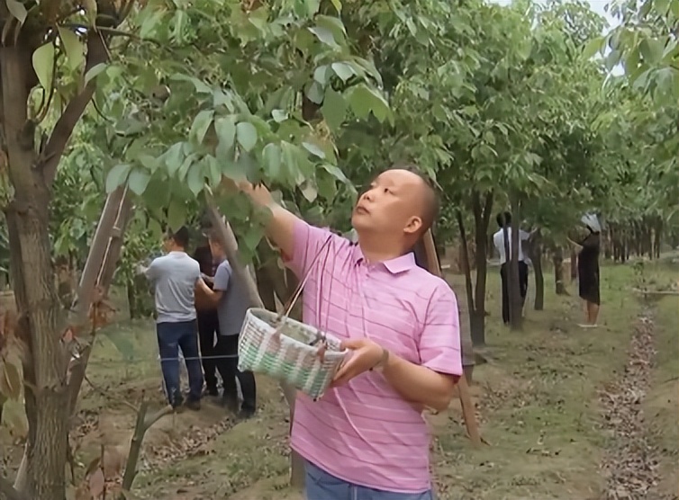 浙江小伙在家种树一斤树叶卖2万,浙江大叔种树赚大钱