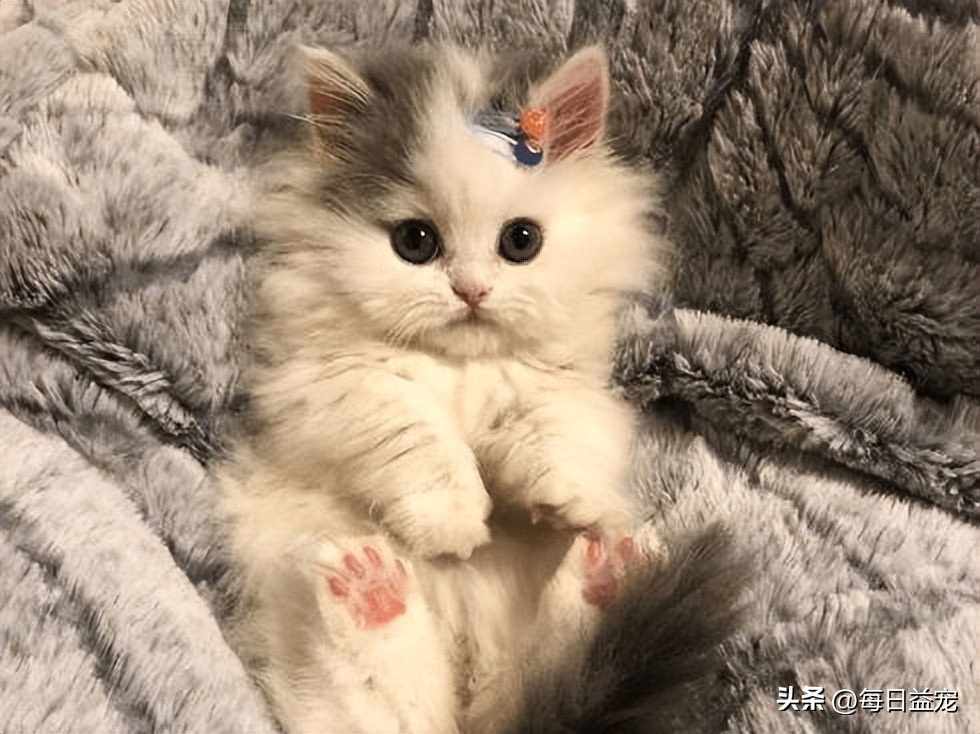 捡到一只小奶猫被家里狗咬死了,捡到小奶猫注意事项