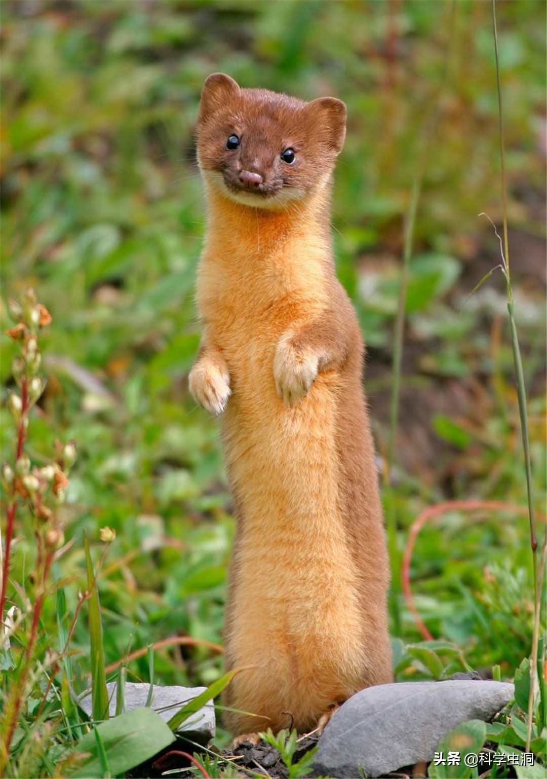 黄鼠狼讨封成精后怎么处理,黄鼠狼成精的真实现象