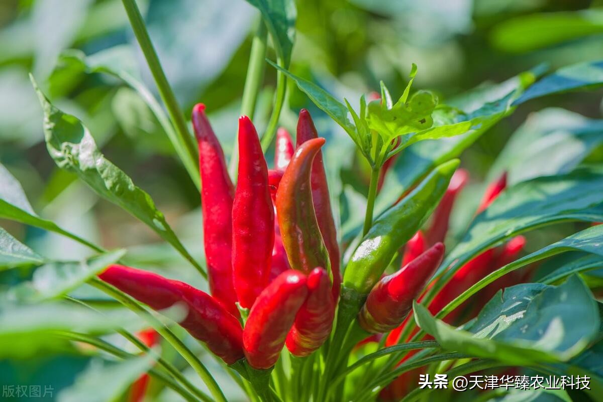 辣椒大田移栽技术视频,辣椒高脚苗移栽大田怎样高产