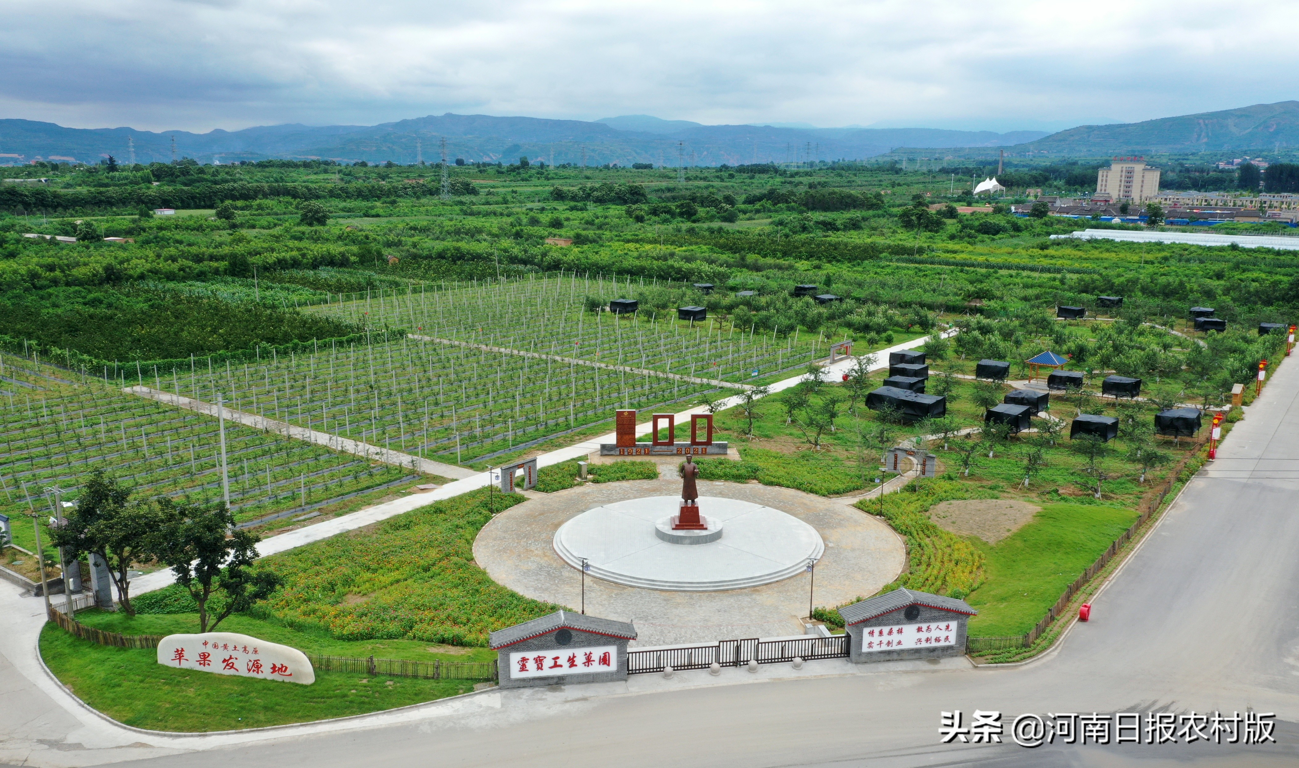 正宗灵宝苹果排名第一,灵宝苹果营养价值