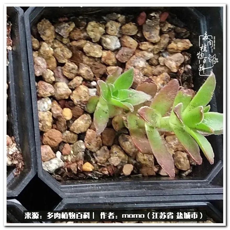 露养一个月的多肉图片,露养多肉春天外面过夜么