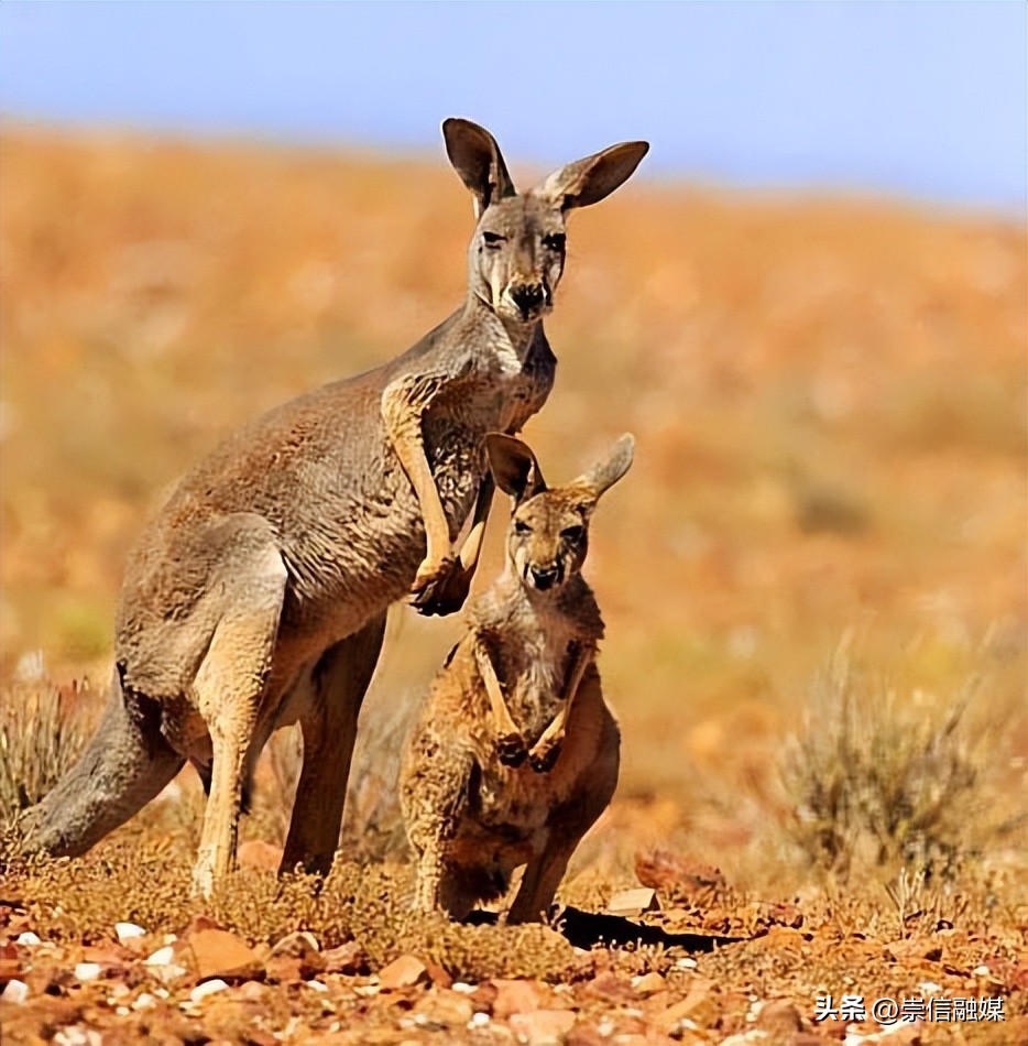 独行月球袋鼠踢沈腾露肚子片段,独行月球沈腾被袋鼠踢飞露肚子