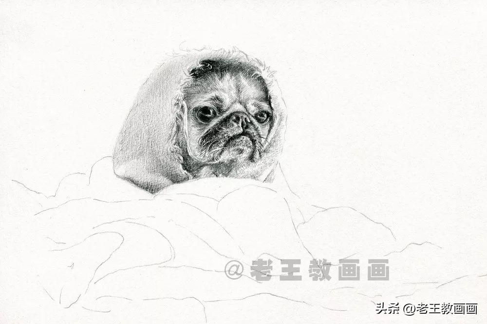 如何画不同的狗狗素描画图片,素描画小狗详细教程画得要逼真