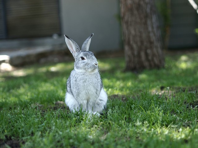 兔子用后脚大力踏地,兔子的行为表示什么