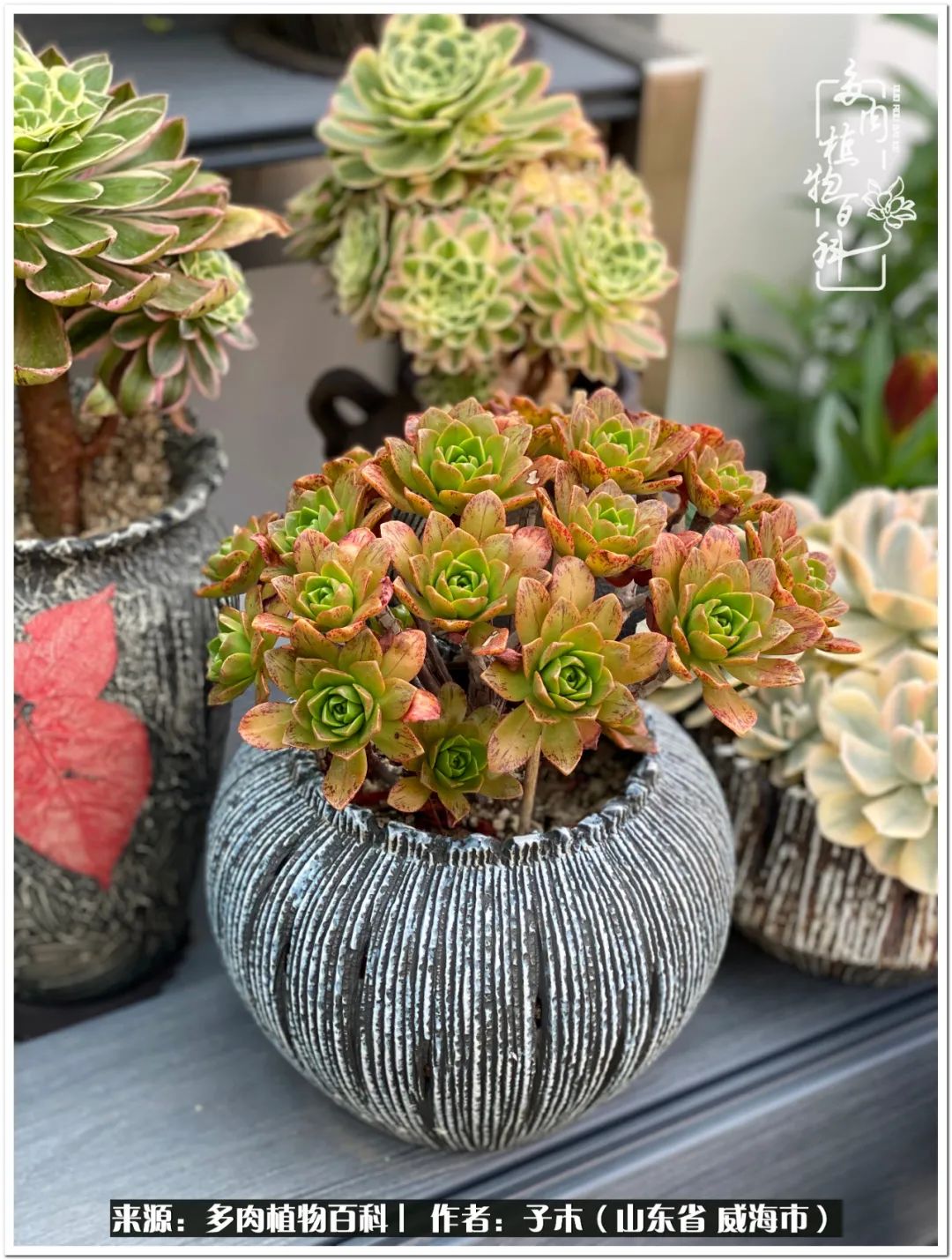 法师多肉成长史,法师多肉新手教程