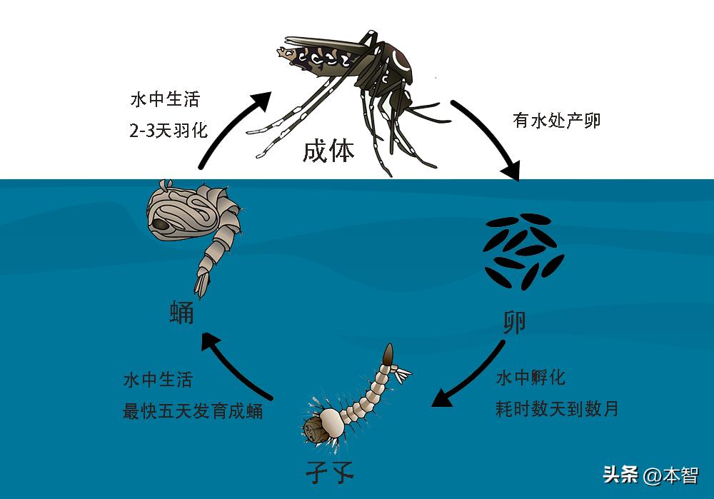 对付蚊子的100种方法,怎么对付蚊子最有效的办法