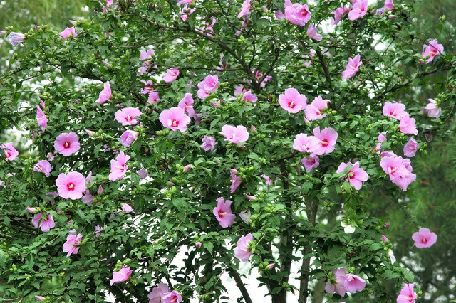 适合懒人在家养的5种花,适合新手养的3种花超级好养