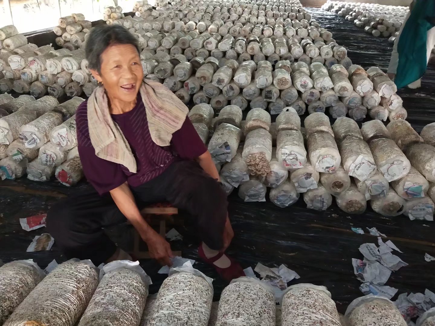 “鸿雁”高飞种养结合创丰收——记河东区鸿雁人才马利娟