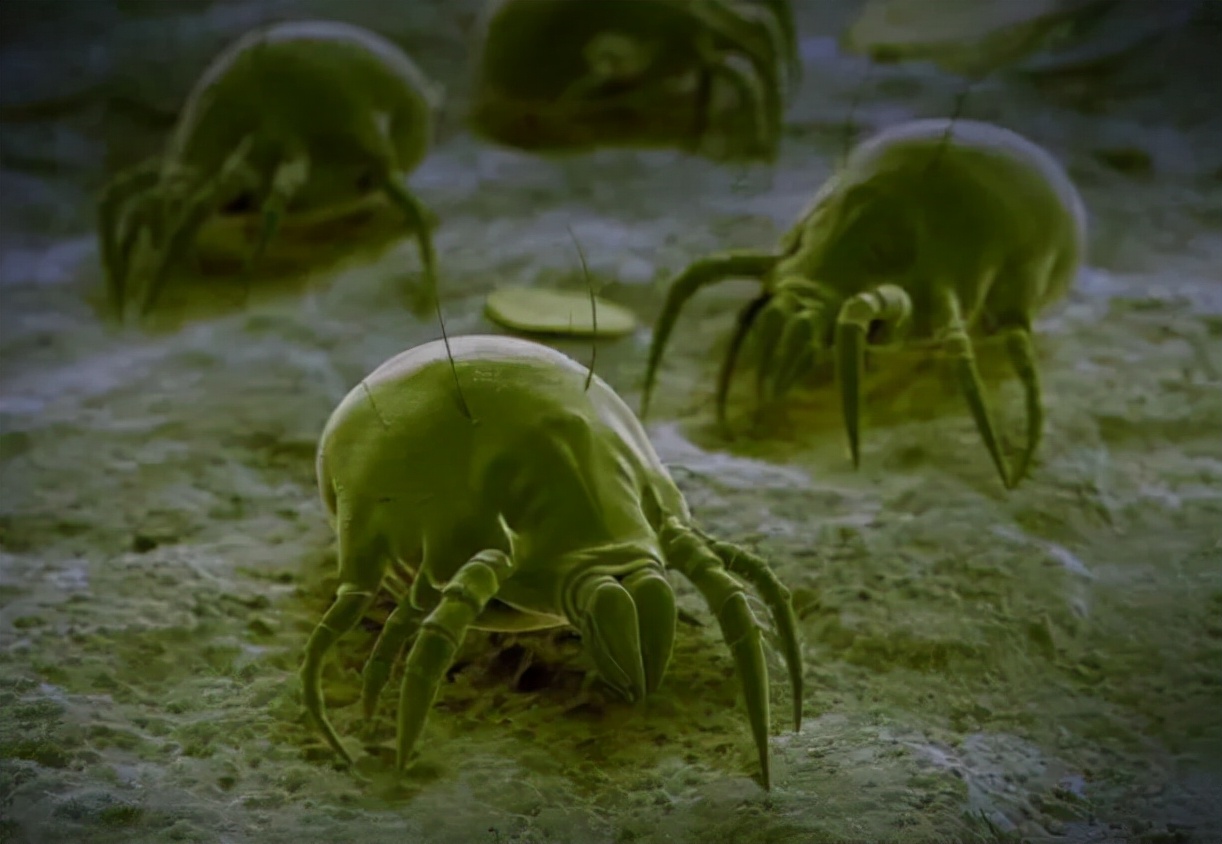 耳朵里面发痒一掏就出水怎么治疗,耳朵发痒总想掏怎么办