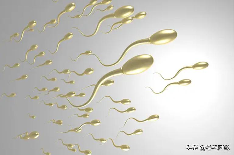 为什么只有一个精子能与卵子结合,两亿精子有多少