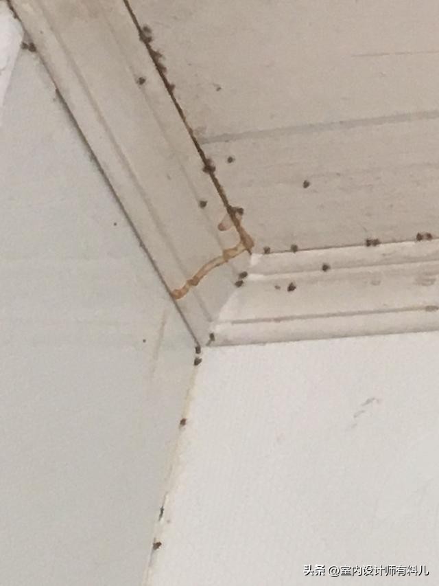 卫生间有小黑虫怎么去除最好方法,卫生间地板上有小黑虫怎么办