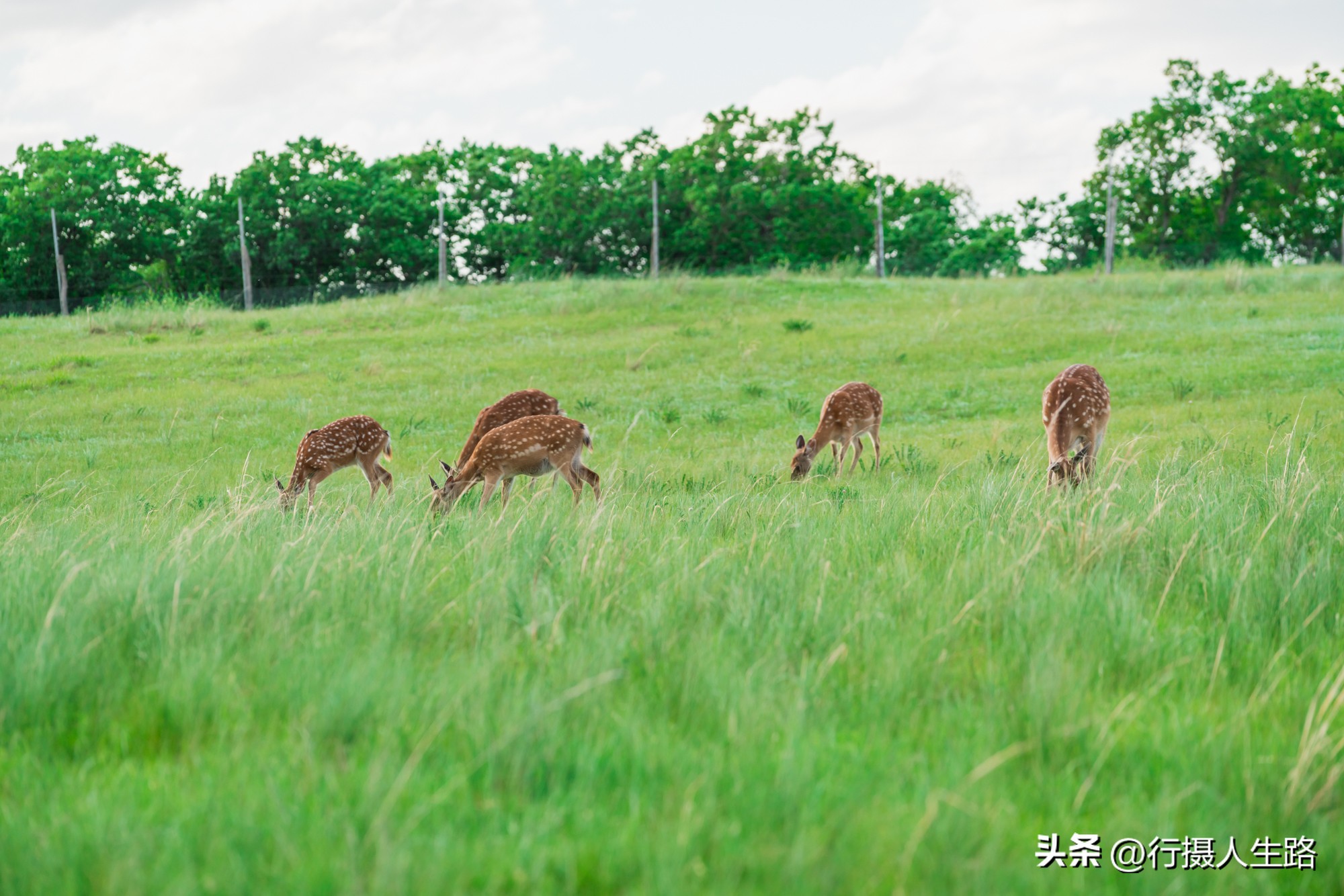 一路向北去追寻夏日美景,一路向北去呼伦贝尔大草原