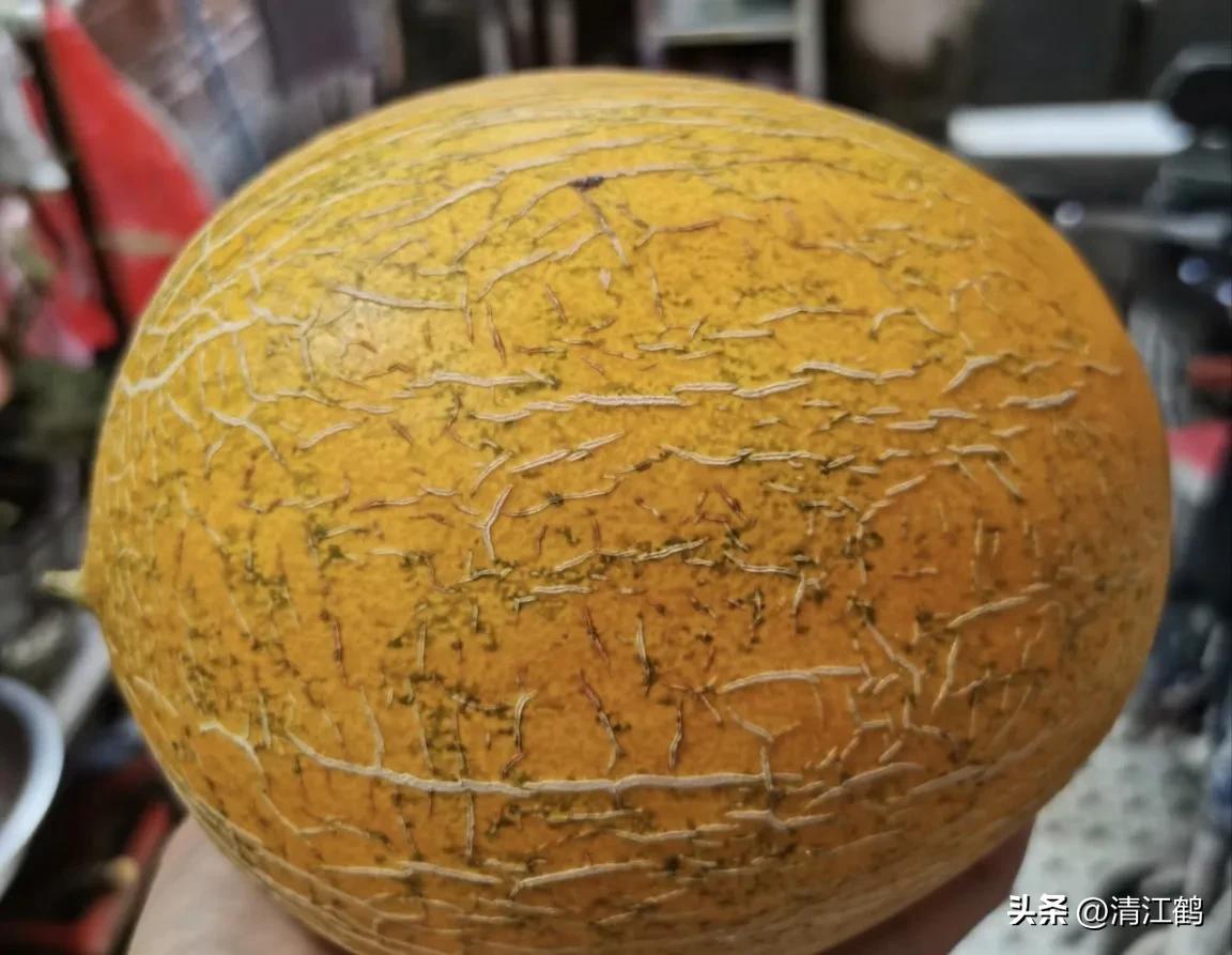 有什么好吃的甜瓜品种适合种植,适合南方种植的黄色厚皮甜瓜品种