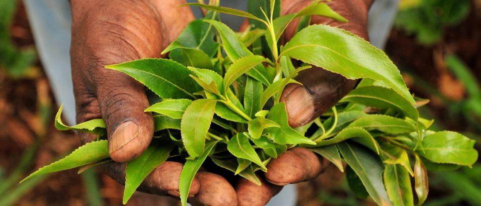 槟榔成瘾的国家,沉迷槟榔应该怎么戒呢