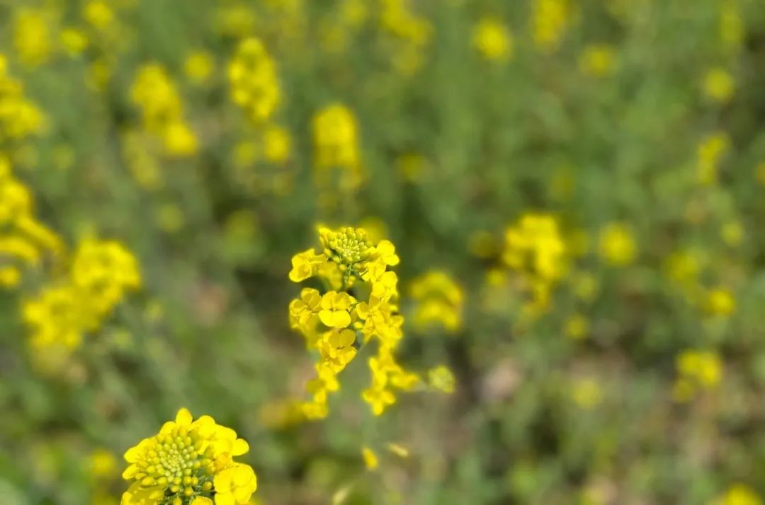 云“踏青”②|春色满新桥：清风吹拂金波涌