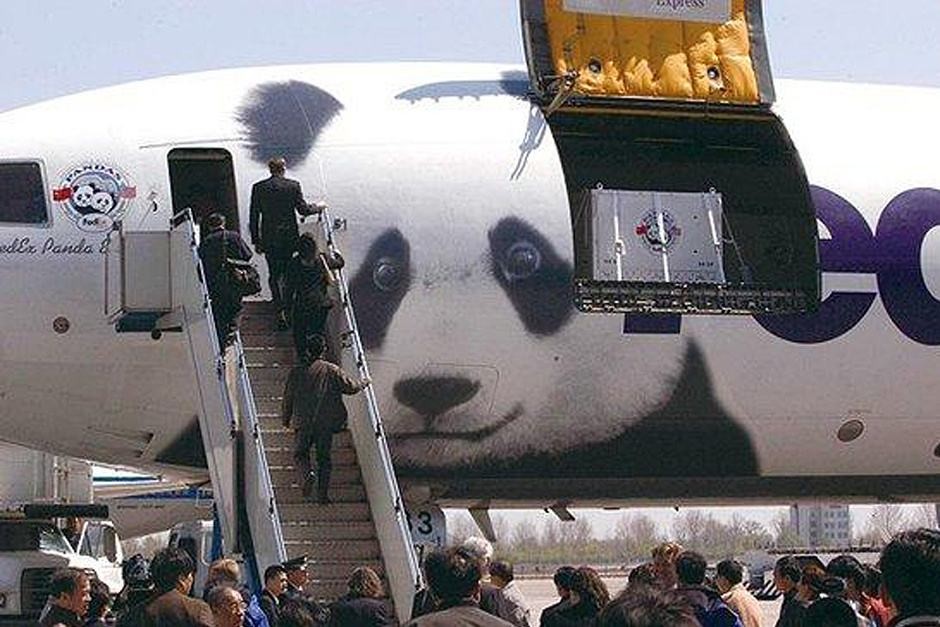 为什么加拿大养不起大熊猫,加拿大养不起熊猫