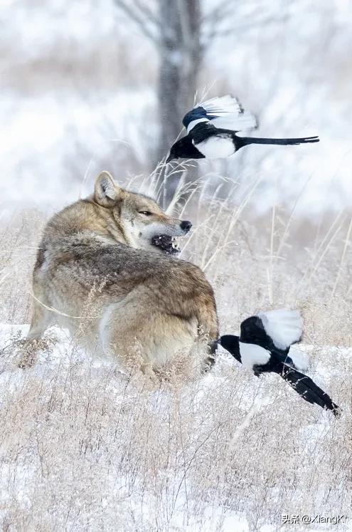 一天一成语:目语额瞬