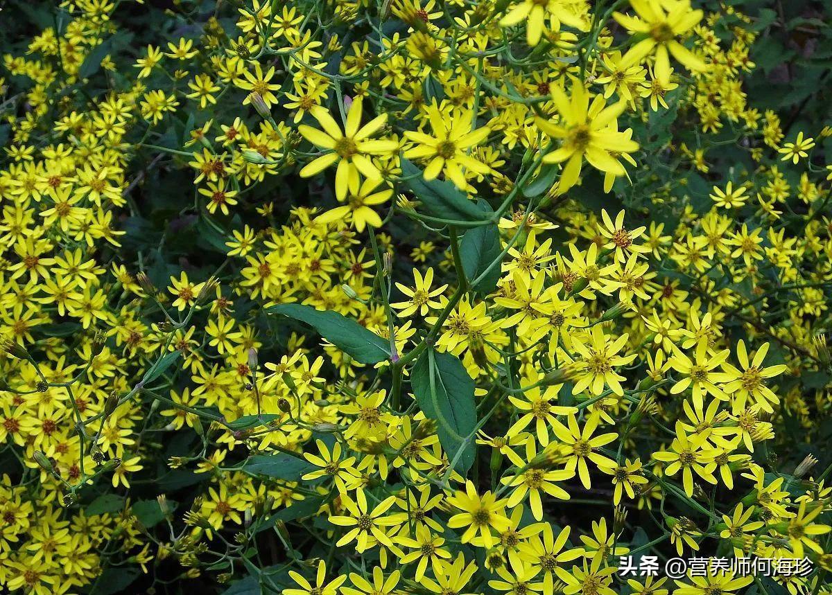 长得像野菊花的植物,长得像野菊花的野草