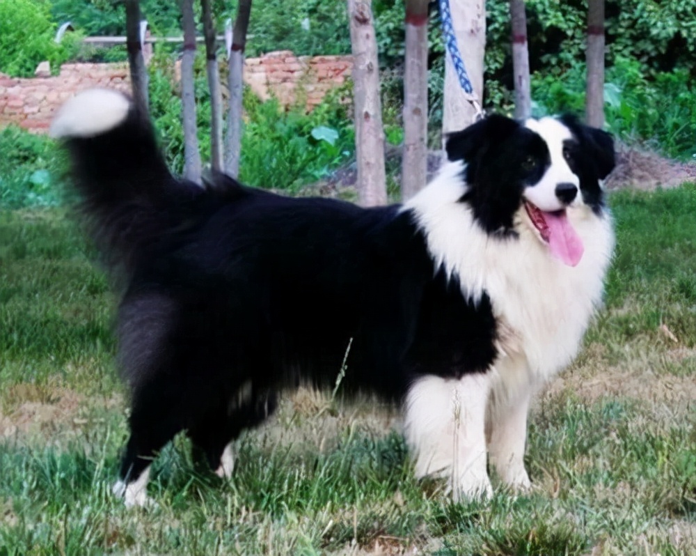 边牧便血,成年边牧便血是什么原因