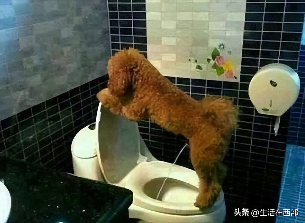 新到家狗狗怎么训练大小便,新宠狗狗到家怎么饲养