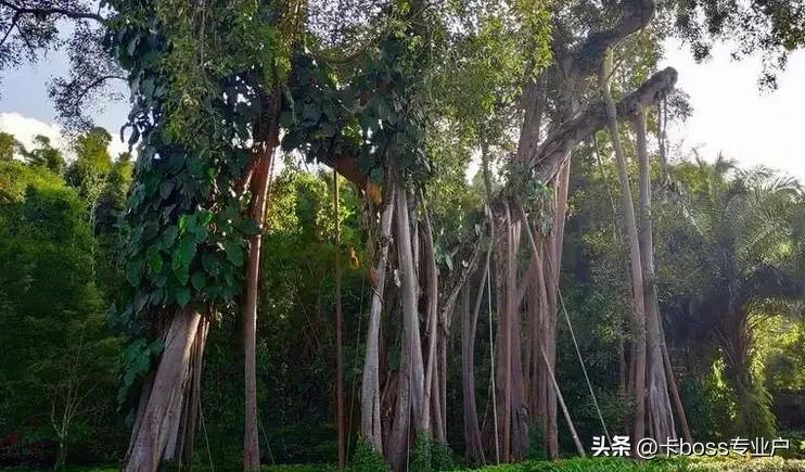 云南西双版纳旅游景点图片大全,西双版纳旅游攻略必去景点地图