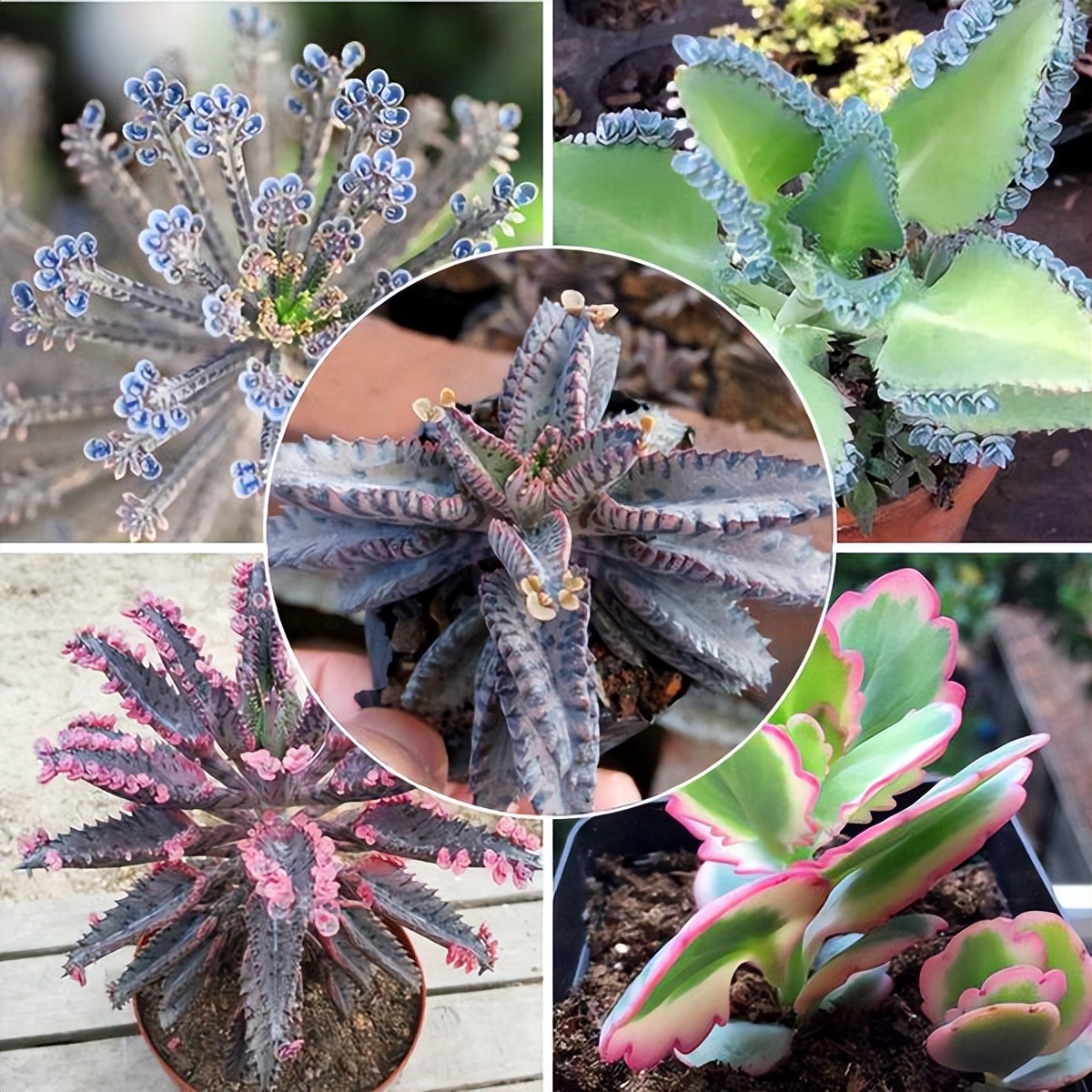 家养3种富贵花福气好运挡不住,七种富贵花图片