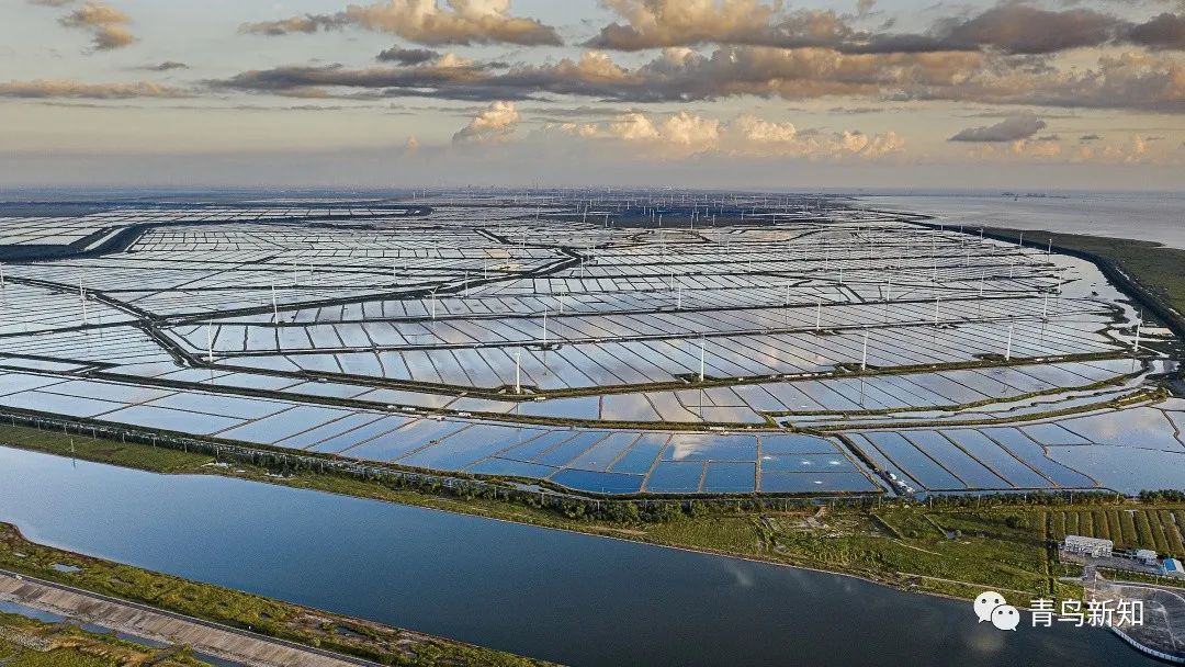 世界上最罕见的动物之勺嘴鹬,勺嘴鹬是不是濒危动物