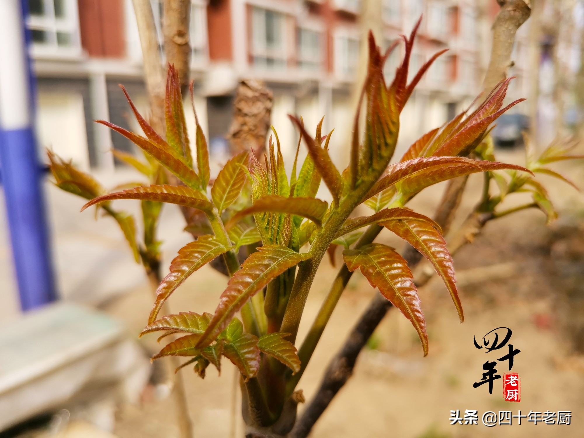 香椿的禁忌和做法经典,香椿美味但一定要谨记这三点