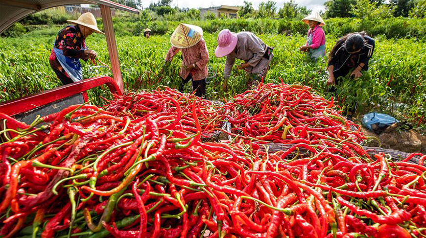 中国舌尖上的贵州美食地方特色菜,来贵州不得不品尝的两道贵州菜